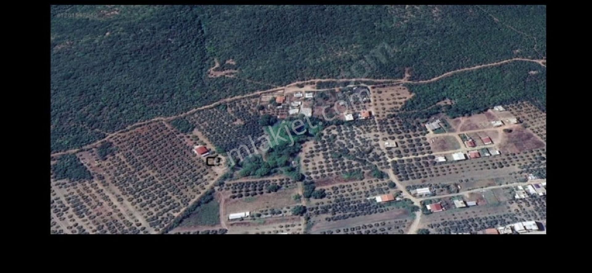 Resmi Tapulu - Görsel 5