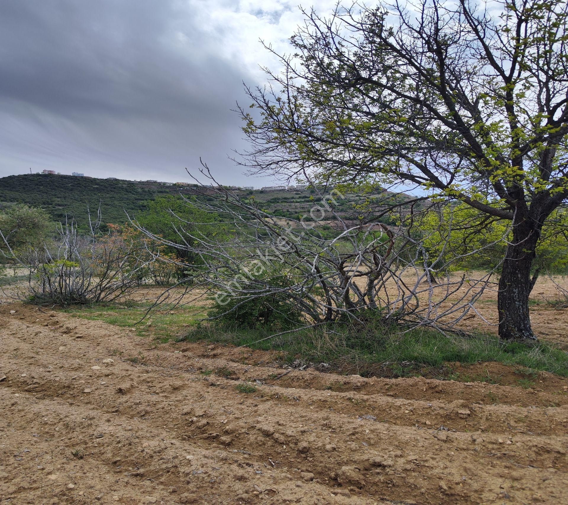 Şahinbey Morcalı Da Çok Uygun 5.350 M2 Tek Tapu Zeytinlik - Görsel 17