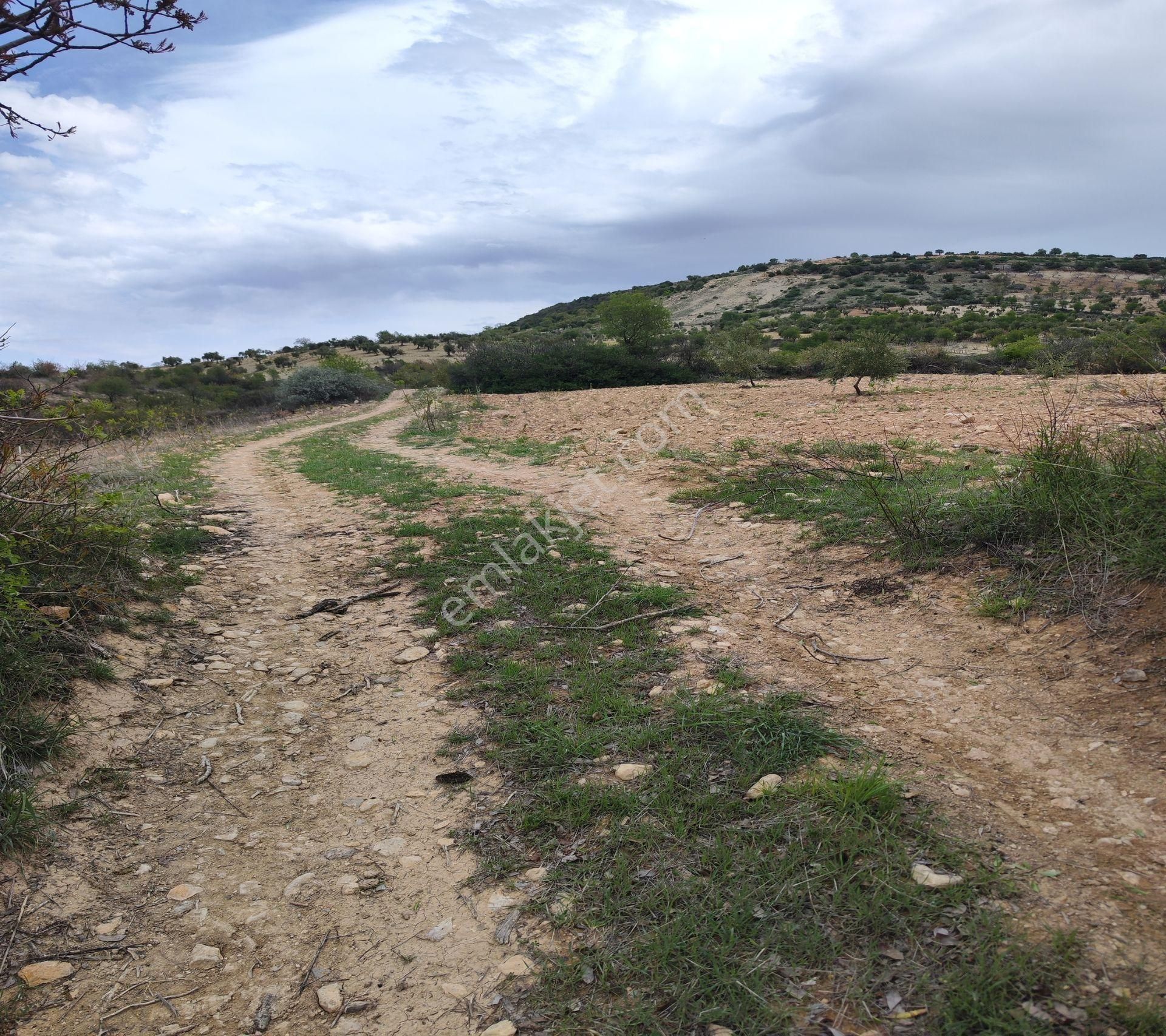 Şahinbey Morcalı Da Çok Uygun 5.350 M2 Tek Tapu Zeytinlik - Görsel 7