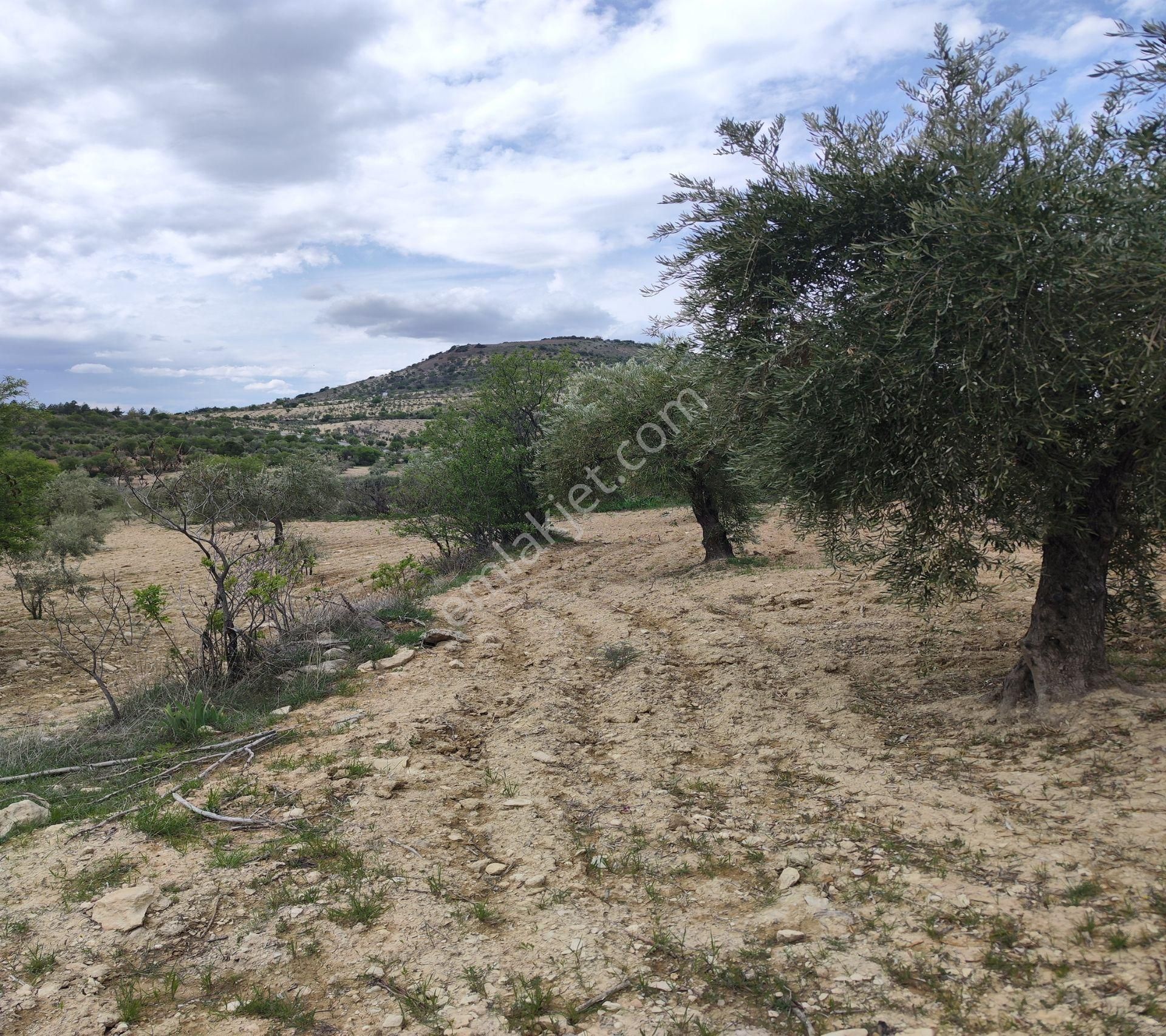 Şahinbey Morcalı Da Çok Uygun 5.350 M2 Tek Tapu Zeytinlik - Görsel 22