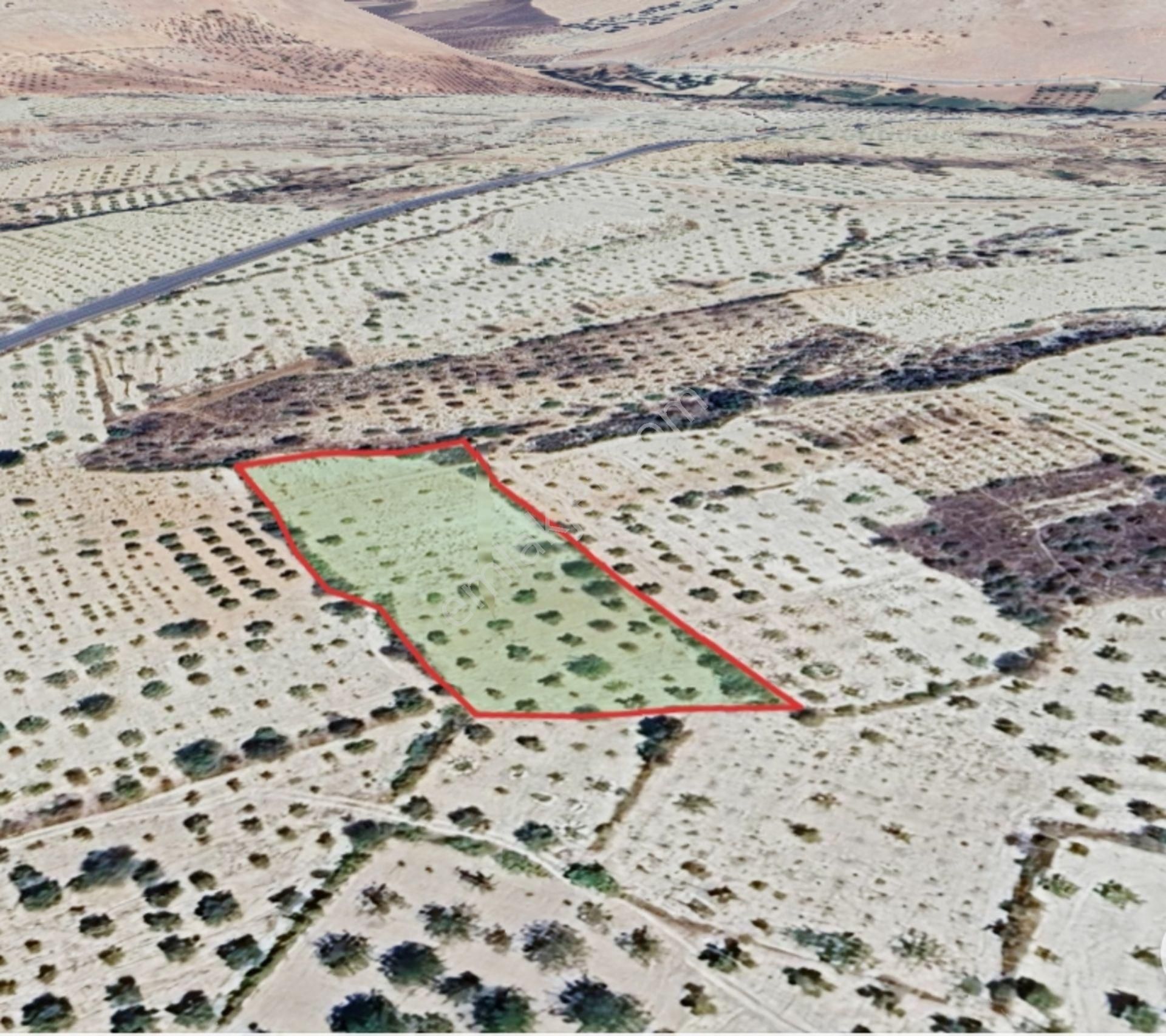 Şahinbey Morcalı Da Çok Uygun 5.350 M2 Tek Tapu Zeytinlik - Görsel 3