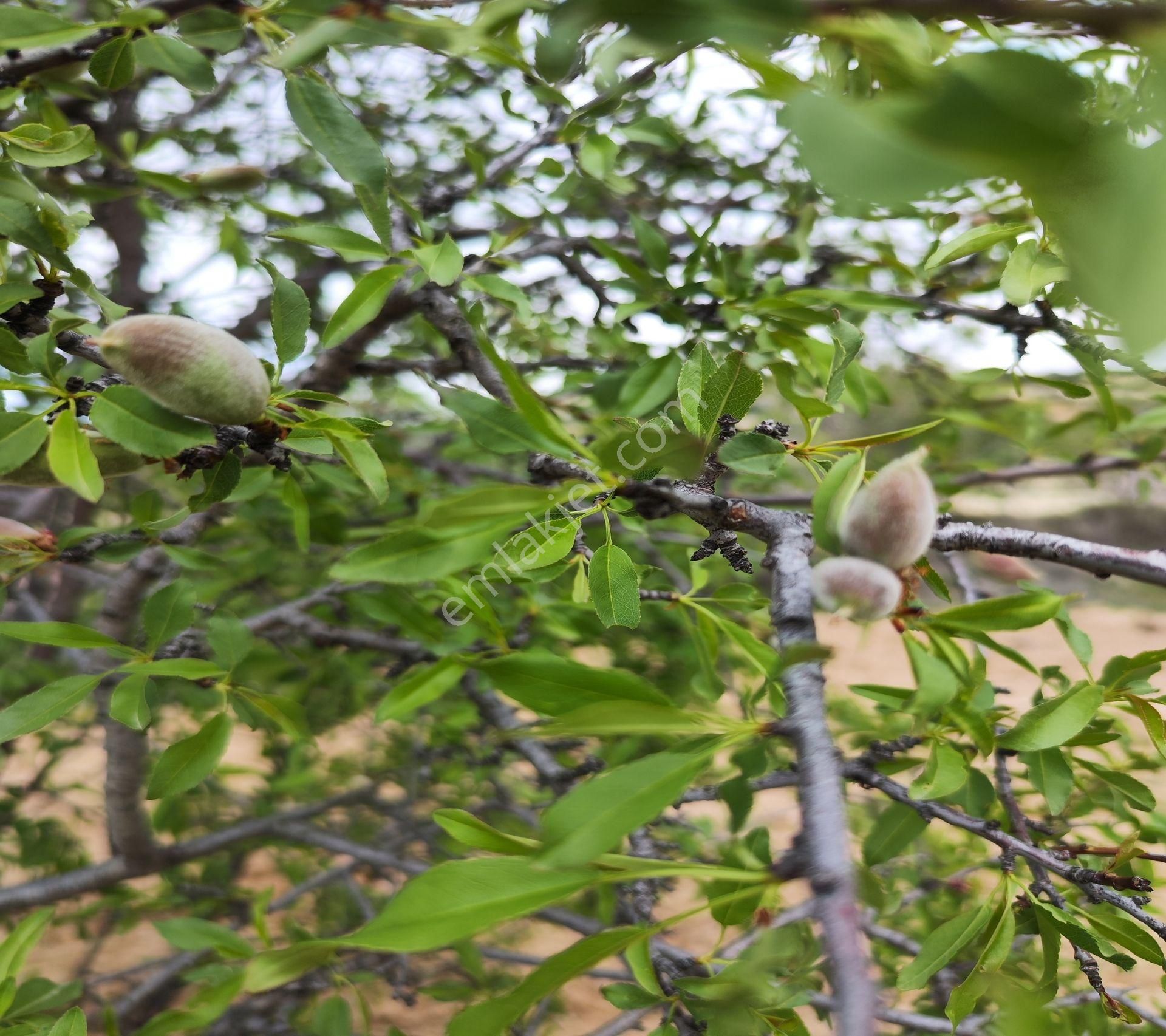 Şahinbey Morcalı Da Çok Uygun 5.350 M2 Tek Tapu Zeytinlik - Görsel 18