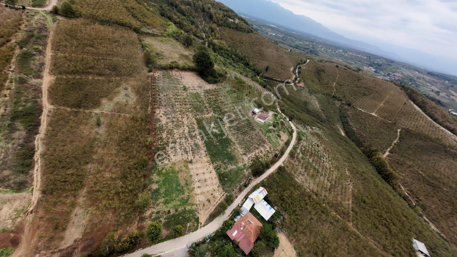 Sakarya Hendekte Fındık Bahçesi - Görsel 11