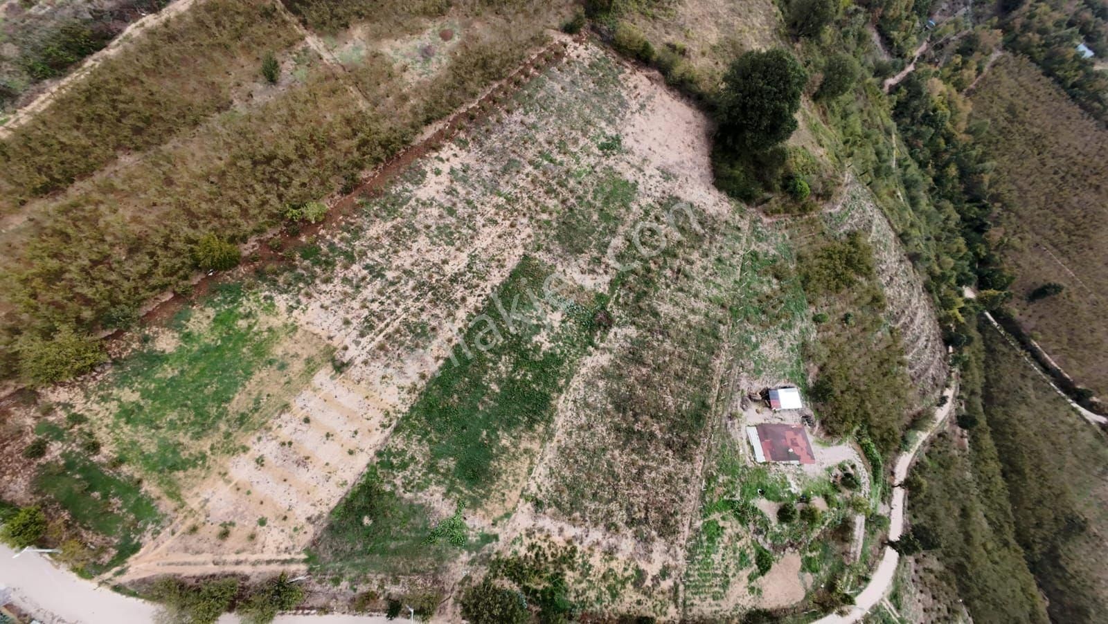 Sakarya Hendekte Fındık Bahçesi - Görsel 13