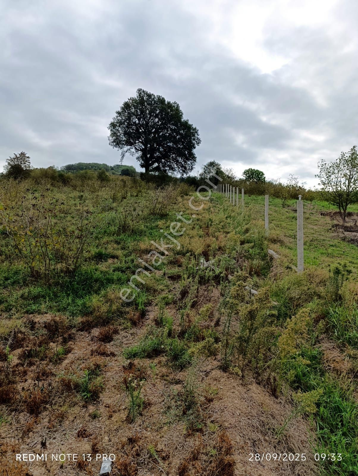 Sakarya Hendekte Fındık Bahçesi - Görsel 6