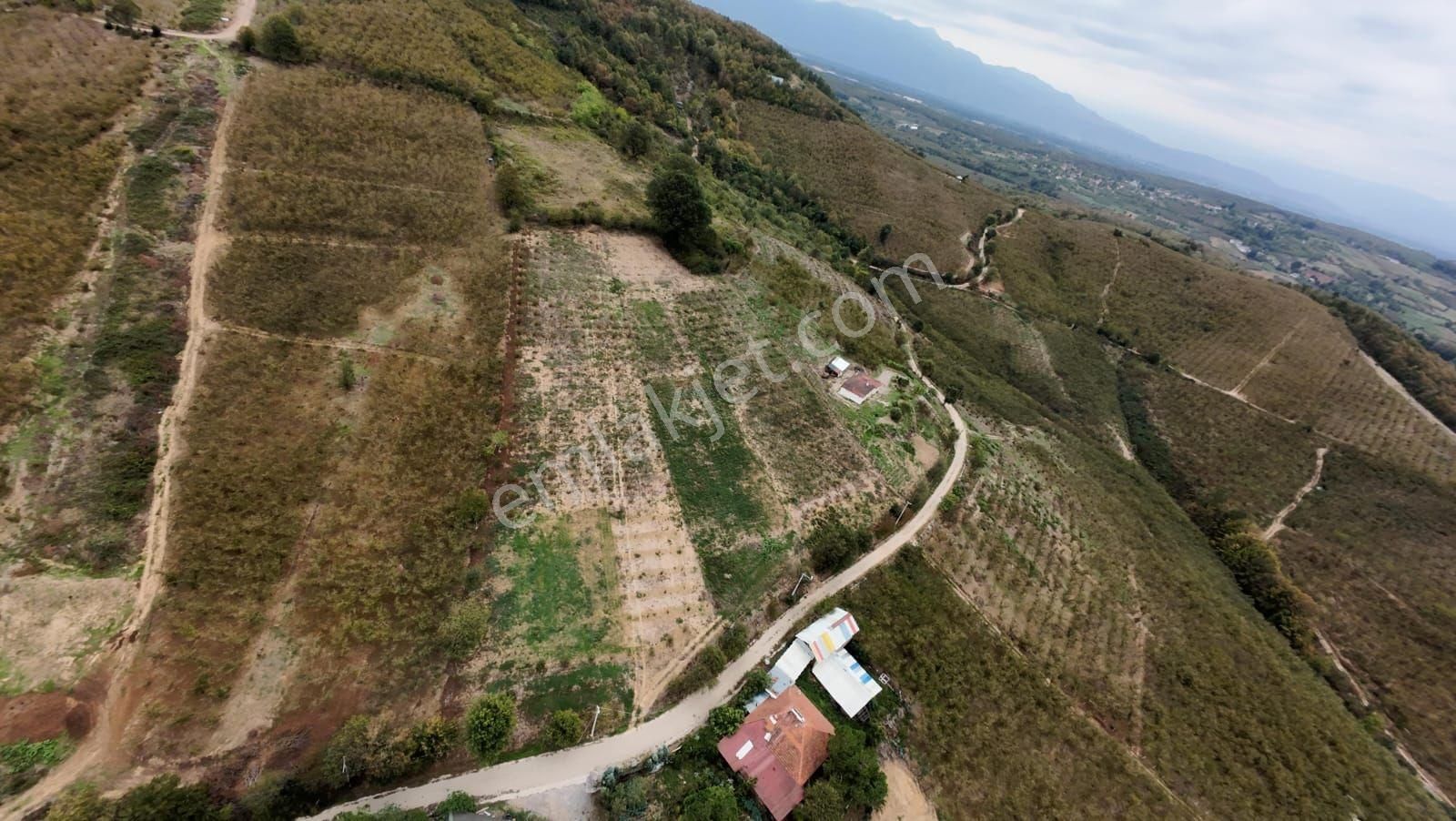 Sakarya Hendekte Fındık Bahçesi - Görsel 10