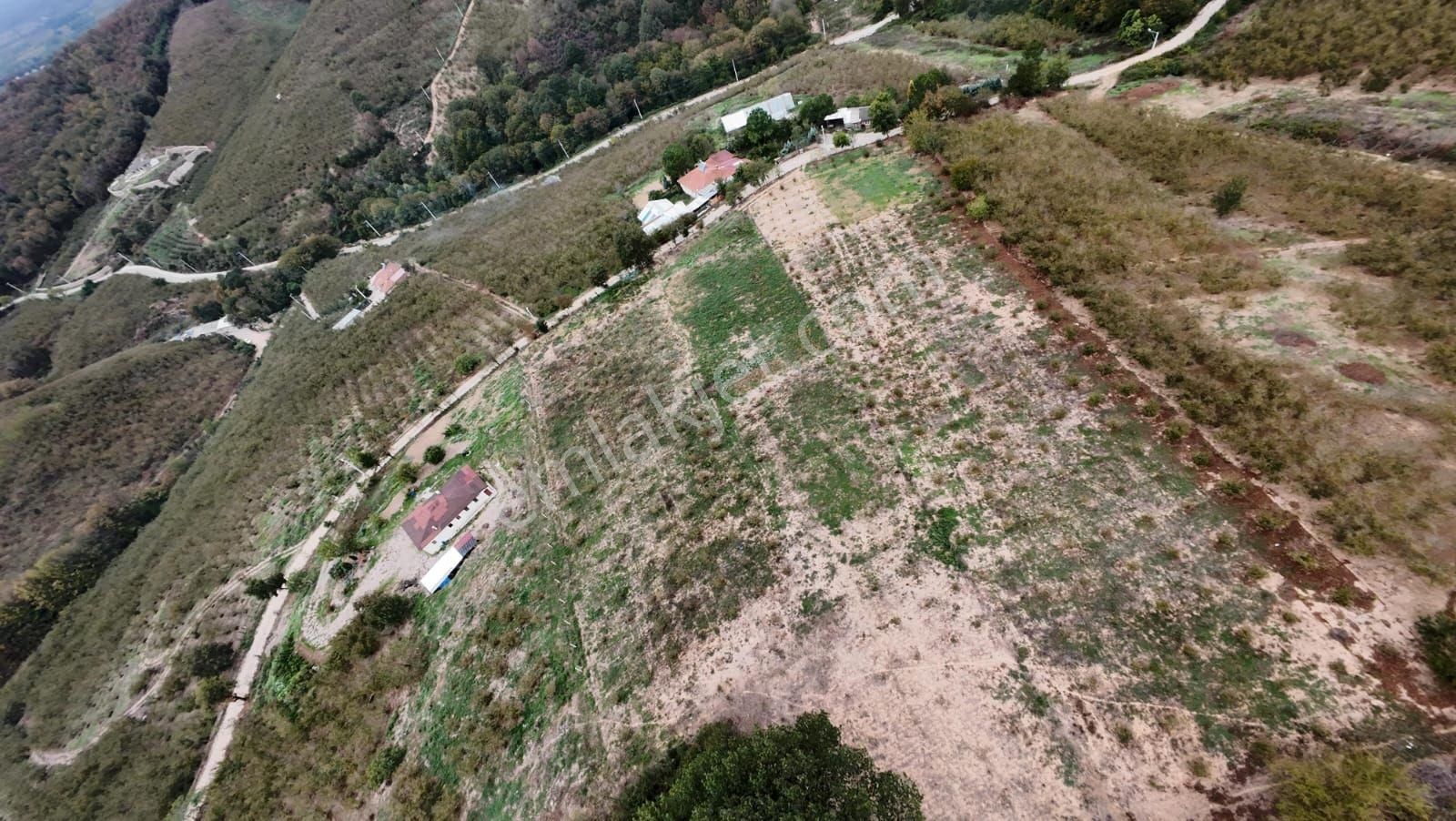 Sakarya Hendekte Fındık Bahçesi - Görsel 12