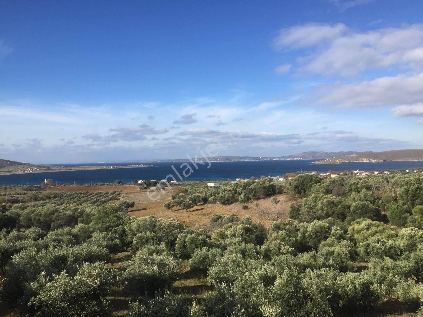 Se&as Exclusıve: Paşalimanı Adasında Yatırımlık Fırsat Arazi Ve Zeytinlik!