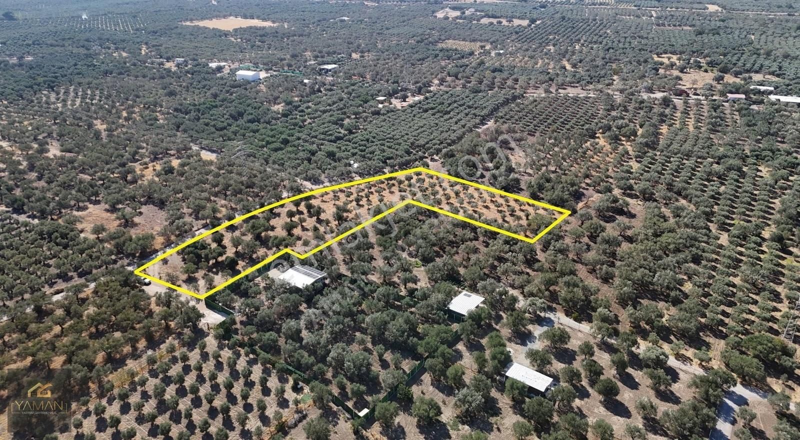 Akhisar Efendi Mah. Karayer Mevkii 7.246 M² Tek Tapulu Zeytinlik - Görsel 24