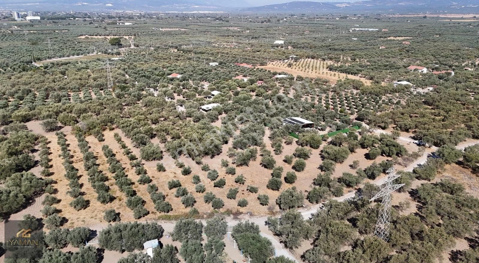 Akhisar Efendi Mah. Karayer Mevkii 7.246 M² Tek Tapulu Zeytinlik - Görsel 3
