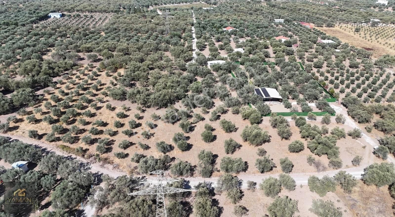 Akhisar Efendi Mah. Karayer Mevkii 7.246 M² Tek Tapulu Zeytinlik - Görsel 10