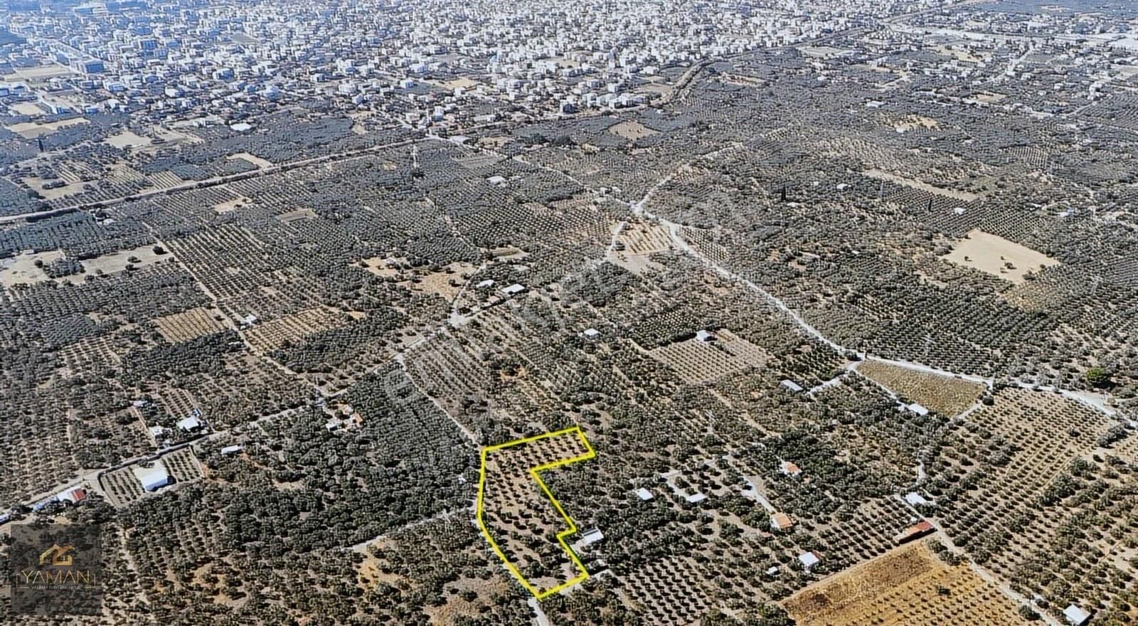 Akhisar Efendi Mah. Karayer Mevkii 7.246 M² Tek Tapulu Zeytinlik - Görsel 18