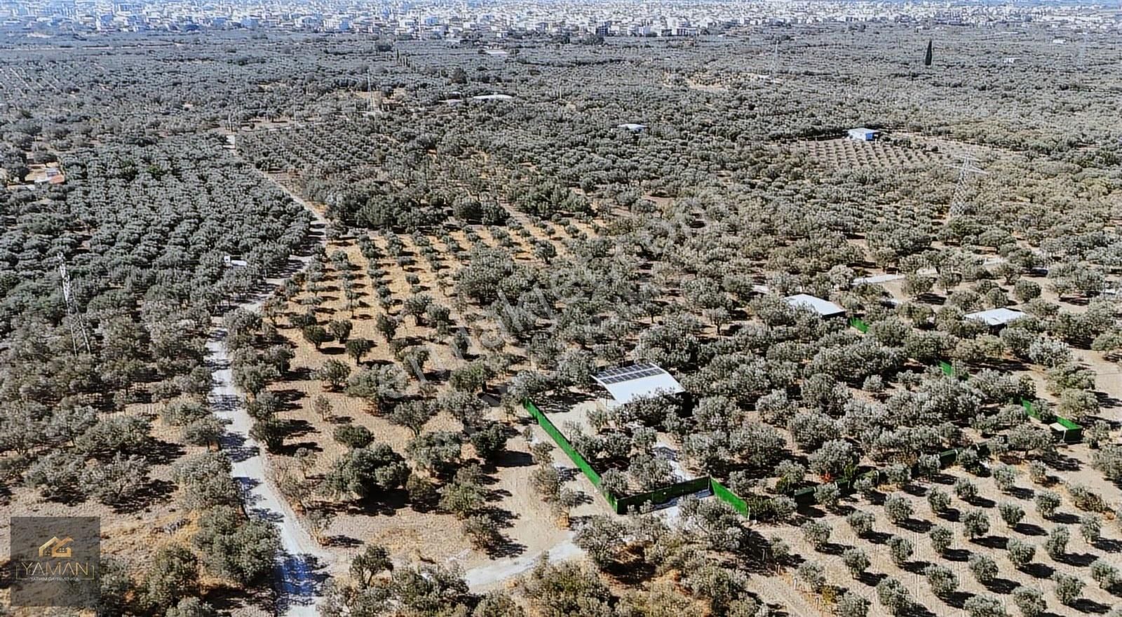 Akhisar Efendi Mah. Karayer Mevkii 7.246 M² Tek Tapulu Zeytinlik - Görsel 13