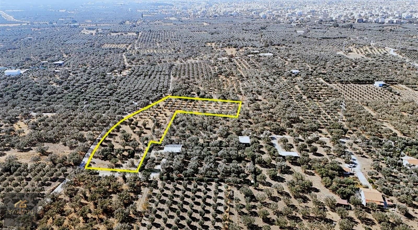 Akhisar Efendi Mah. Karayer Mevkii 7.246 M² Tek Tapulu Zeytinlik - Görsel 5