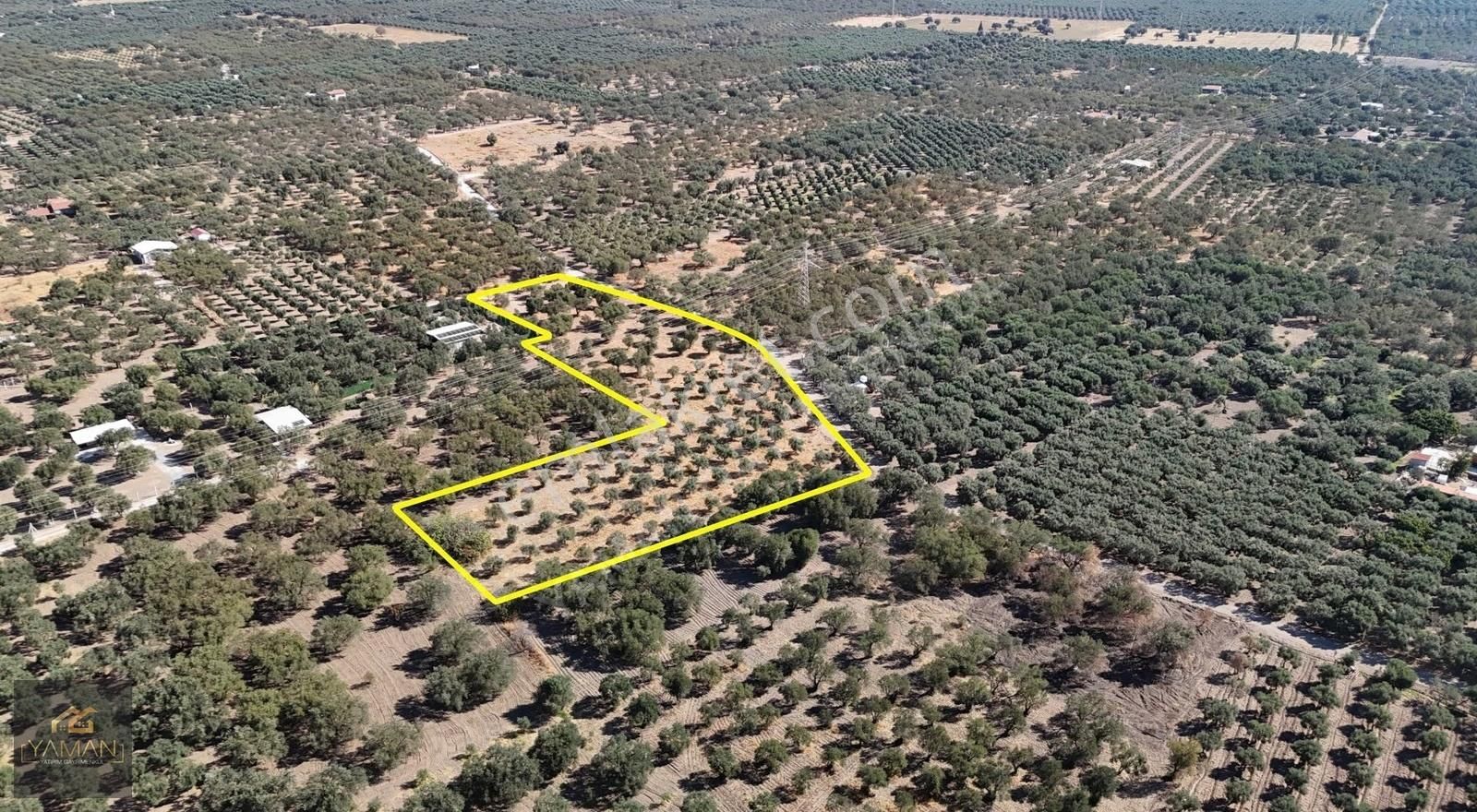 Akhisar Efendi Mah. Karayer Mevkii 7.246 M² Tek Tapulu Zeytinlik - Görsel 16