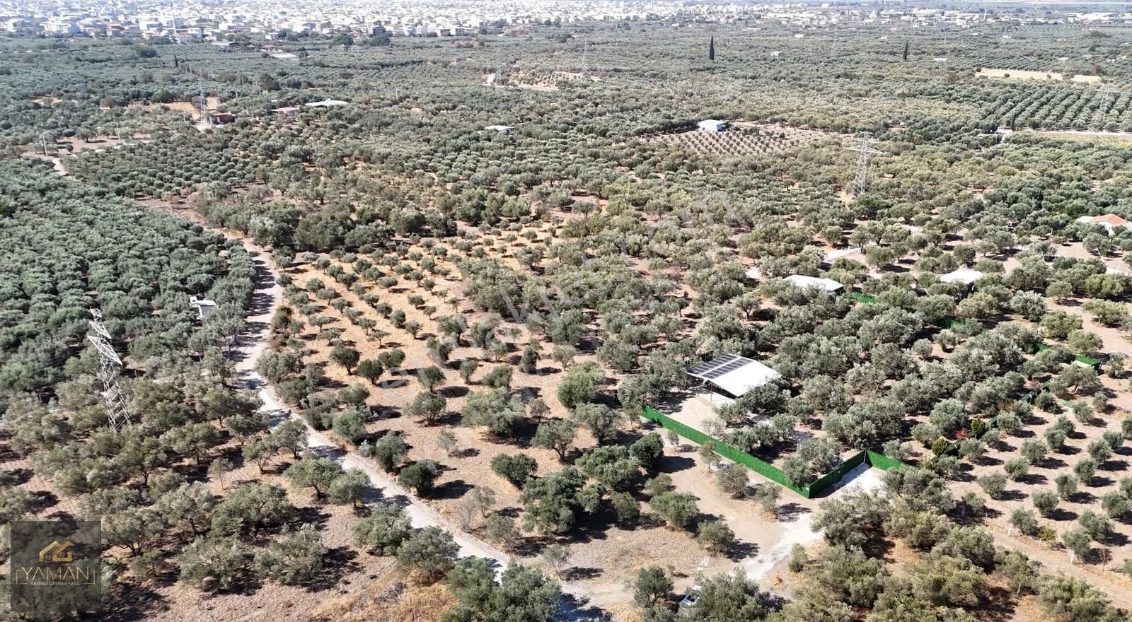 Akhisar Efendi Mah. Karayer Mevkii 7.246 M² Tek Tapulu Zeytinlik - Görsel 32
