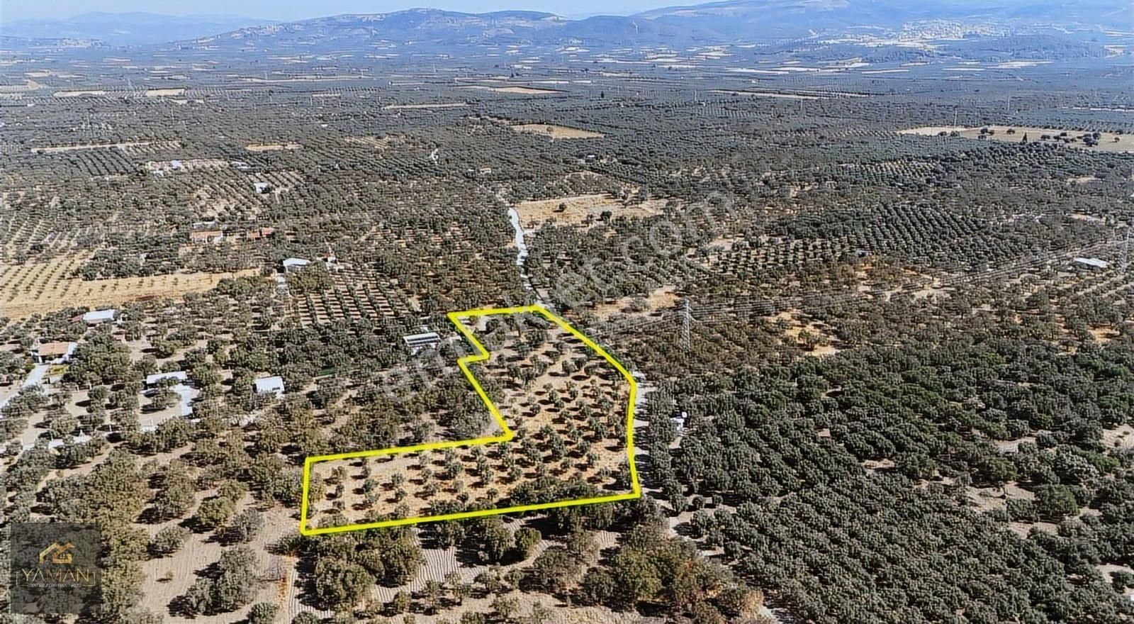 Akhisar Efendi Mah. Karayer Mevkii 7.246 M² Tek Tapulu Zeytinlik - Görsel 26
