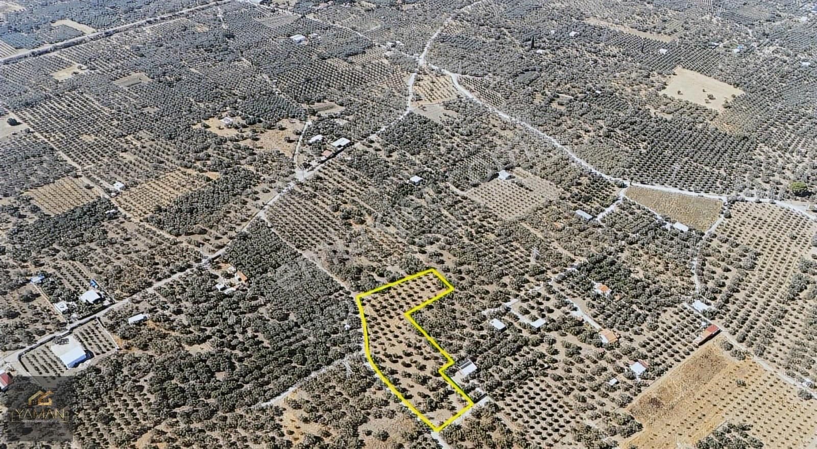 Akhisar Efendi Mah. Karayer Mevkii 7.246 M² Tek Tapulu Zeytinlik - Görsel 33