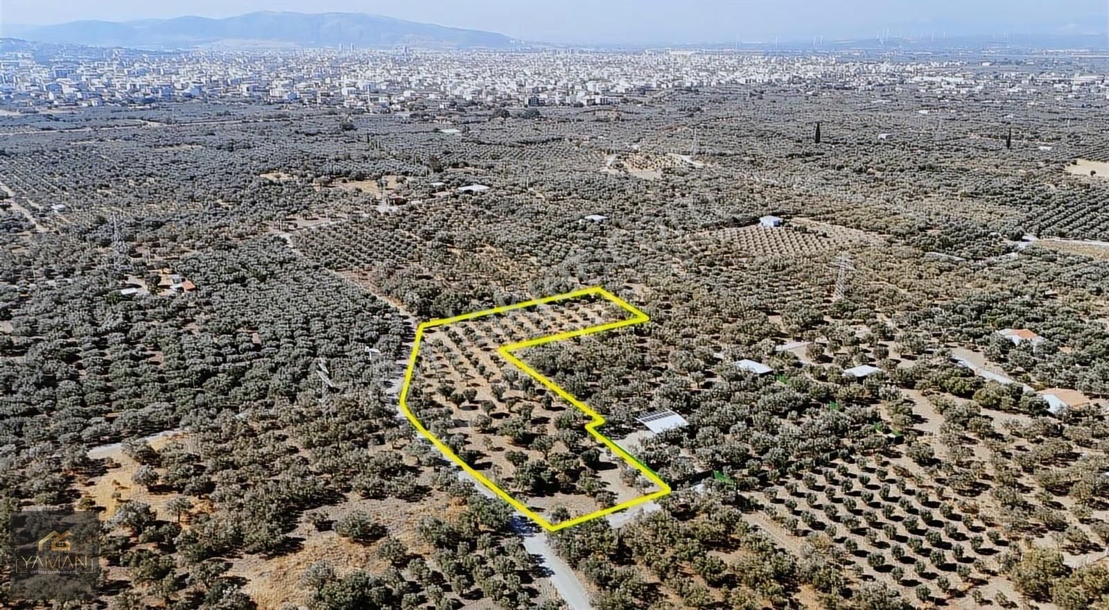 Akhisar Efendi Mah. Karayer Mevkii 7.246 M² Tek Tapulu Zeytinlik - Görsel 27