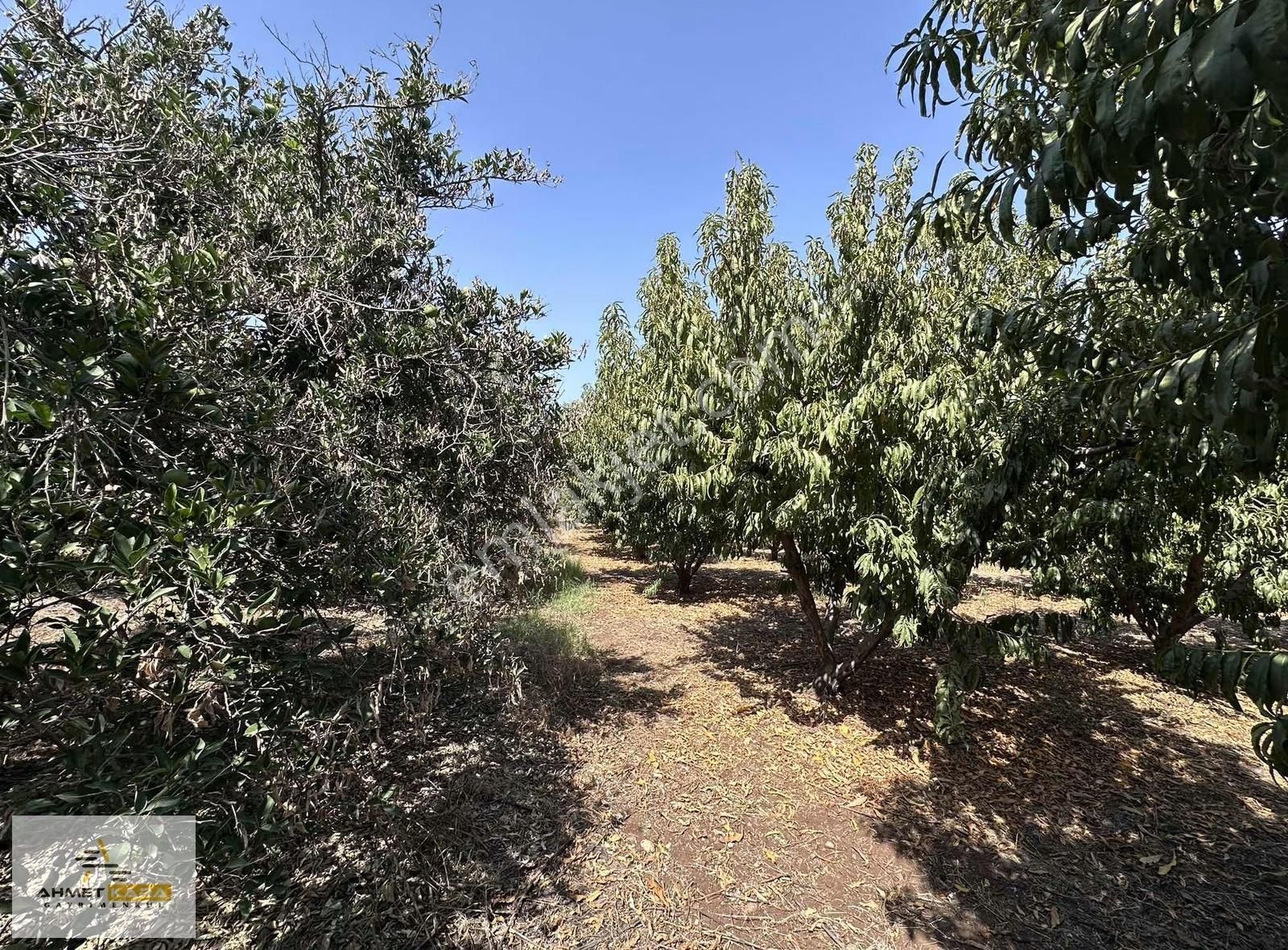 Ahmet Kara'dan Demirhisar-karacailyas Yolunda Satılık Bahçe - Görsel 2