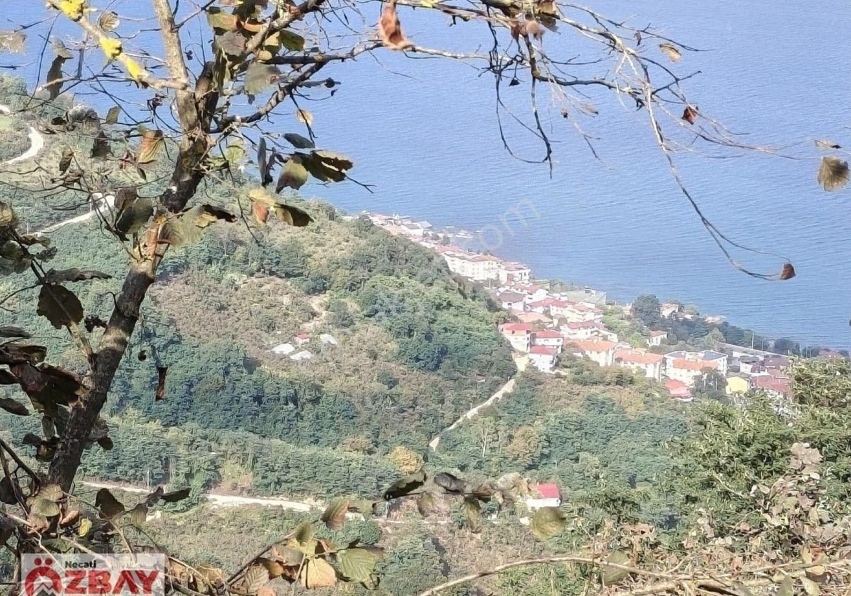 Boztepede Satılık Fındık Bahçesi - Görsel 26