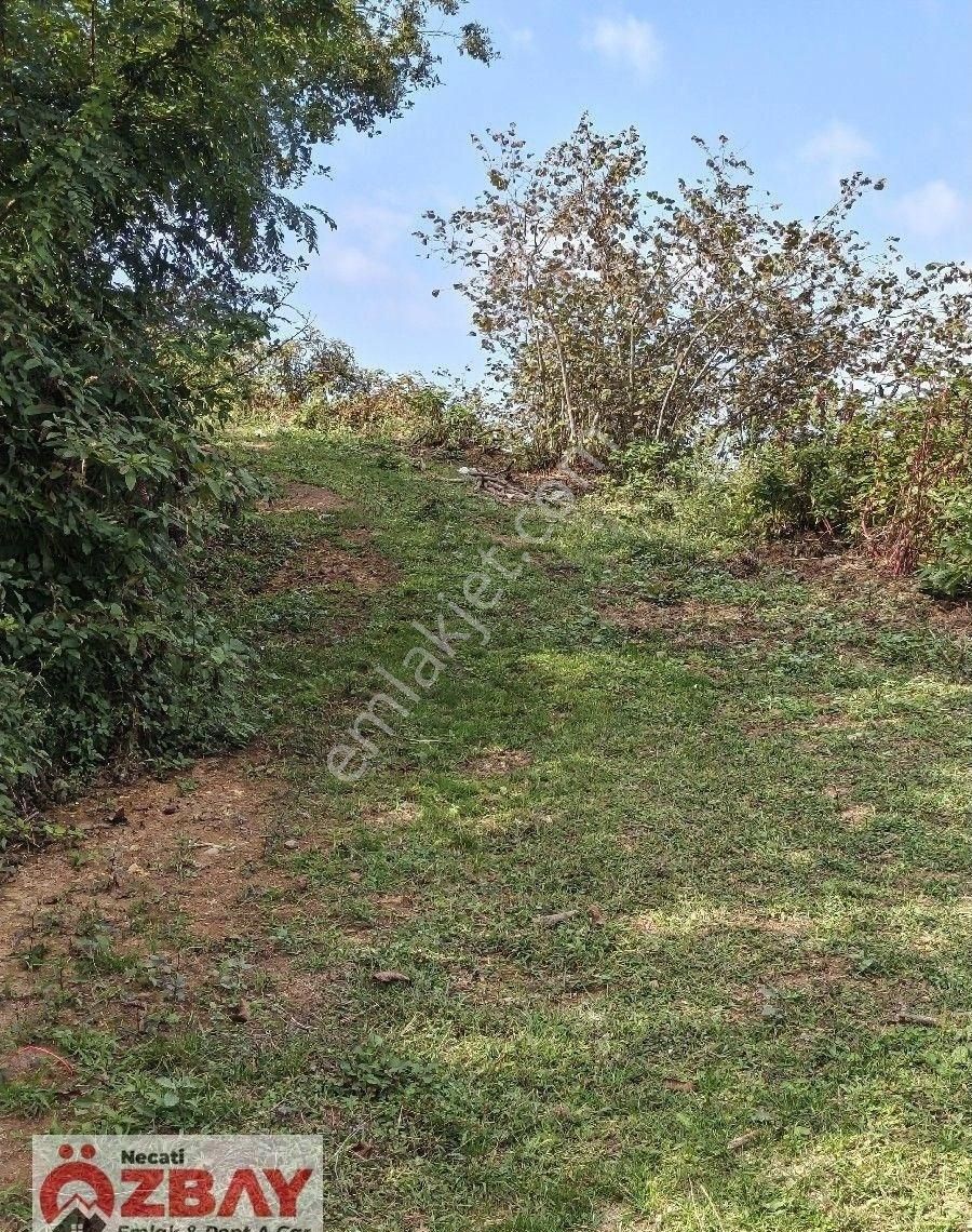 Boztepede Satılık Fındık Bahçesi - Görsel 5