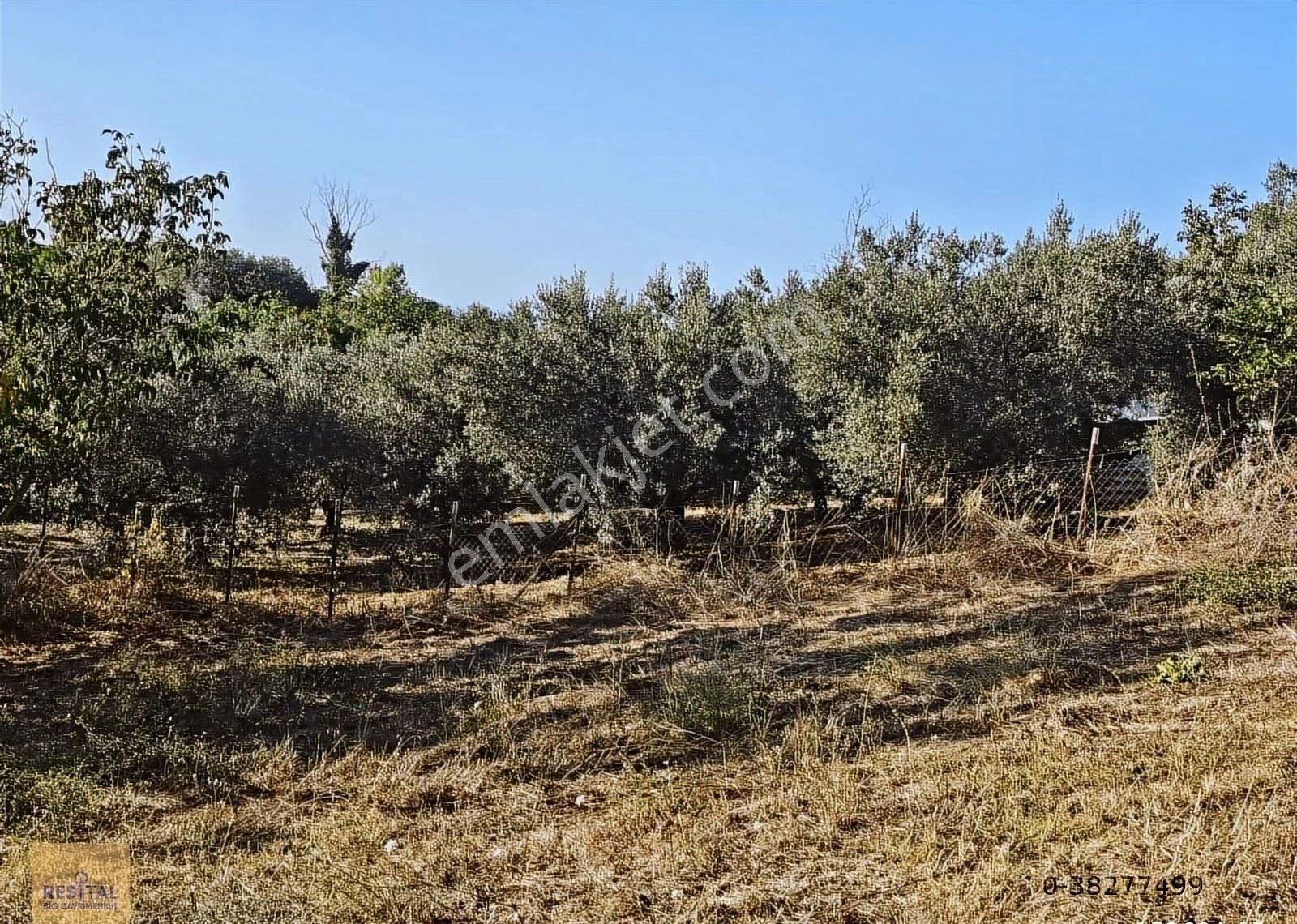 Mudanya Esence De Satılk 1300 M2 Yol Kenarı Bahçe Resital Big De - Görsel 29