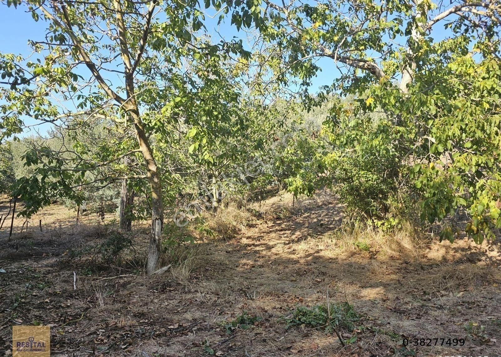 Mudanya Esence De Satılk 1300 M2 Yol Kenarı Bahçe Resital Big De - Görsel 10