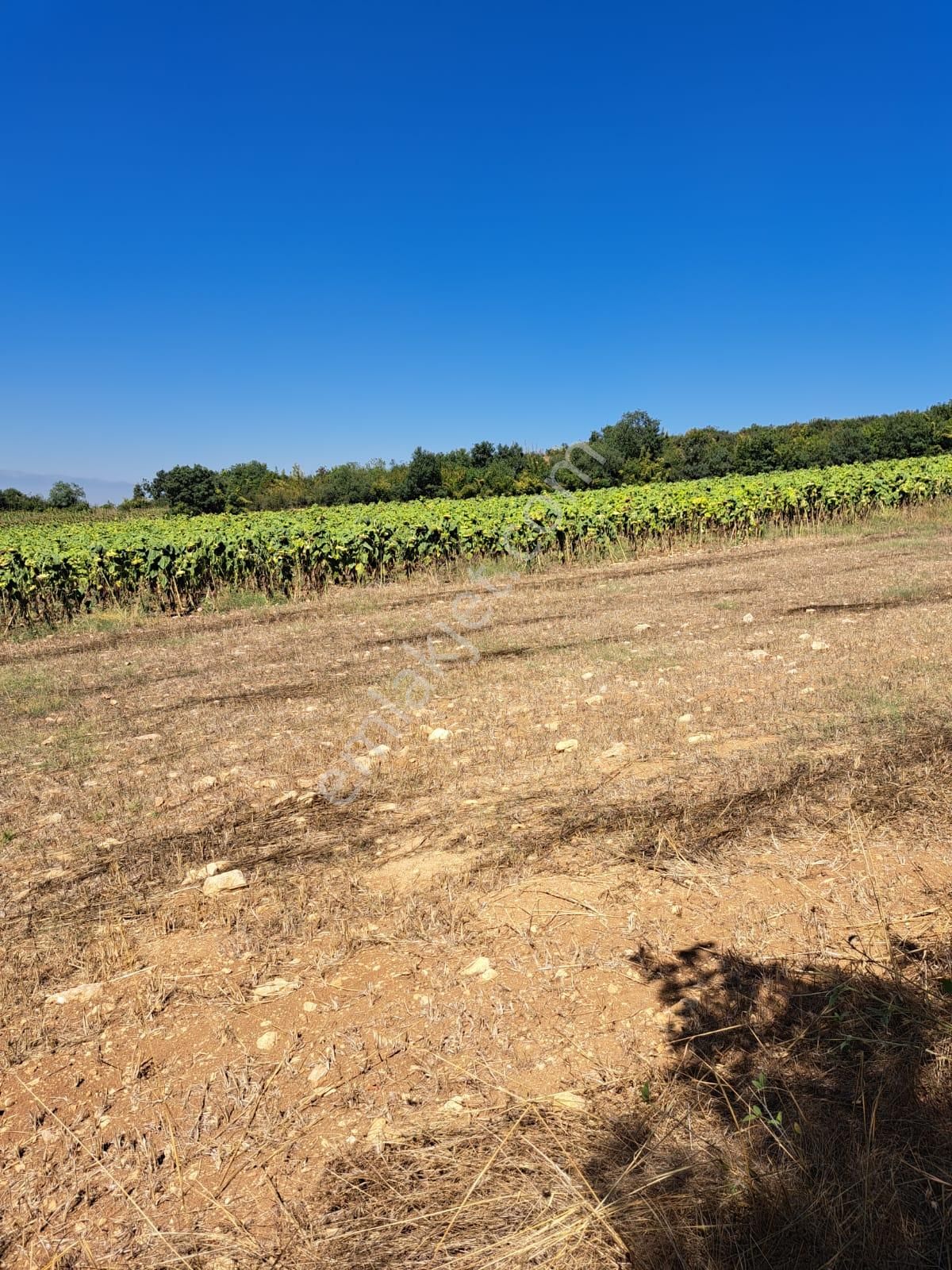 İnegöl Yeniyörük Köyünde Satılık 20.640 M2 Bağ Evi Ruhsatlı - Görsel 3