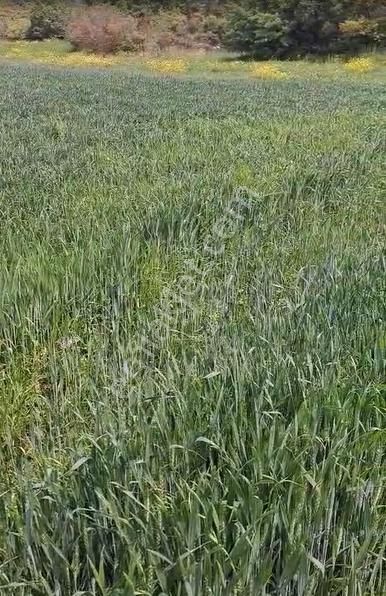 İnegöl Yeniyörük Köyünde Satılık 20.640 M2 Bağ Evi Ruhsatlı - Görsel 7