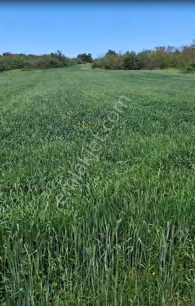 İnegöl Yeniyörük Köyünde Satılık 20.640 M2 Bağ Evi Ruhsatlı - Görsel 8