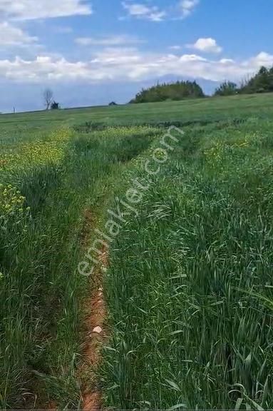 İnegöl Yeniyörük Köyünde Satılık 20.640 M2 Bağ Evi Ruhsatlı