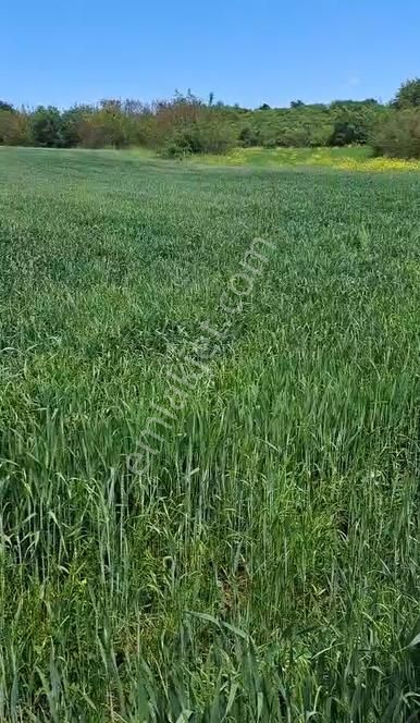 İnegöl Yeniyörük Köyünde Satılık 20.640 M2 Bağ Evi Ruhsatlı - Görsel 6