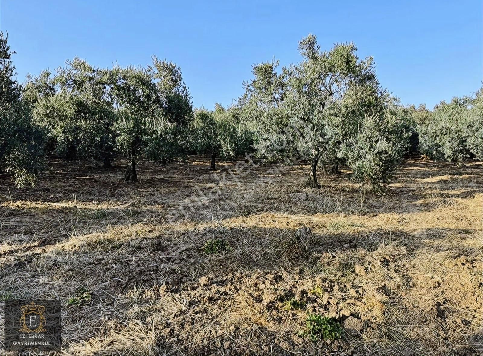 Mudanya Yalıçiftlik'te 3200 M2, Yatırımlık Arazi - Görsel 12