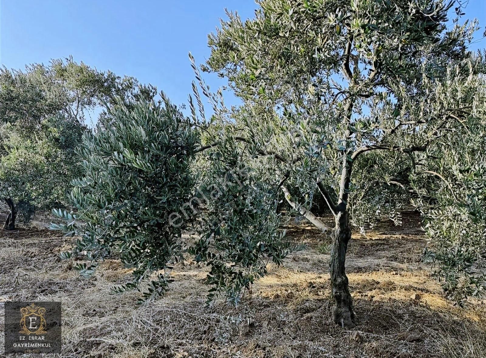 Mudanya Yalıçiftlik'te 3200 M2, Yatırımlık Arazi - Görsel 3