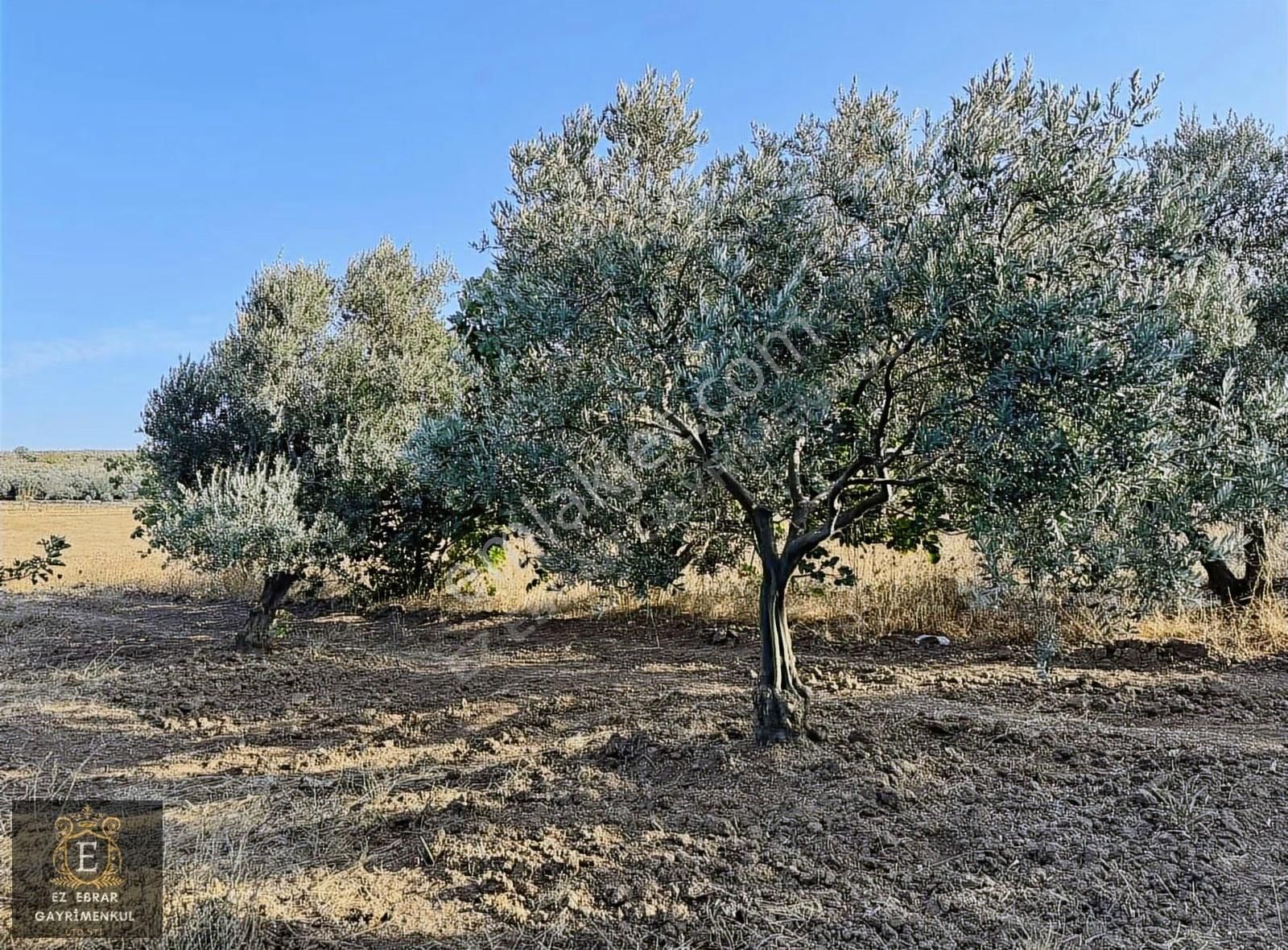 Mudanya Yalıçiftlik'te 3200 M2, Yatırımlık Arazi - Görsel 18