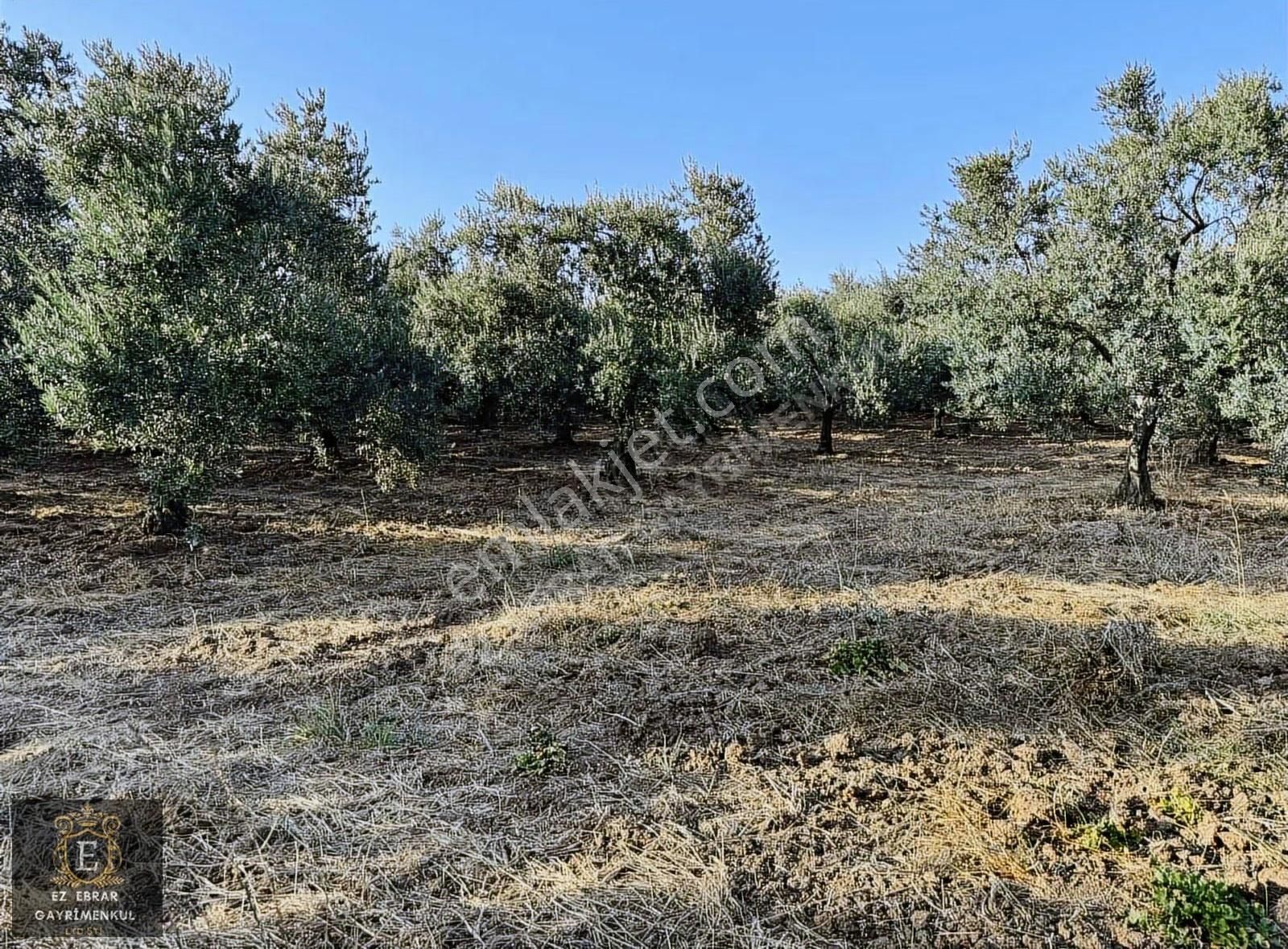 Mudanya Yalıçiftlik'te 3200 M2, Yatırımlık Arazi - Görsel 16