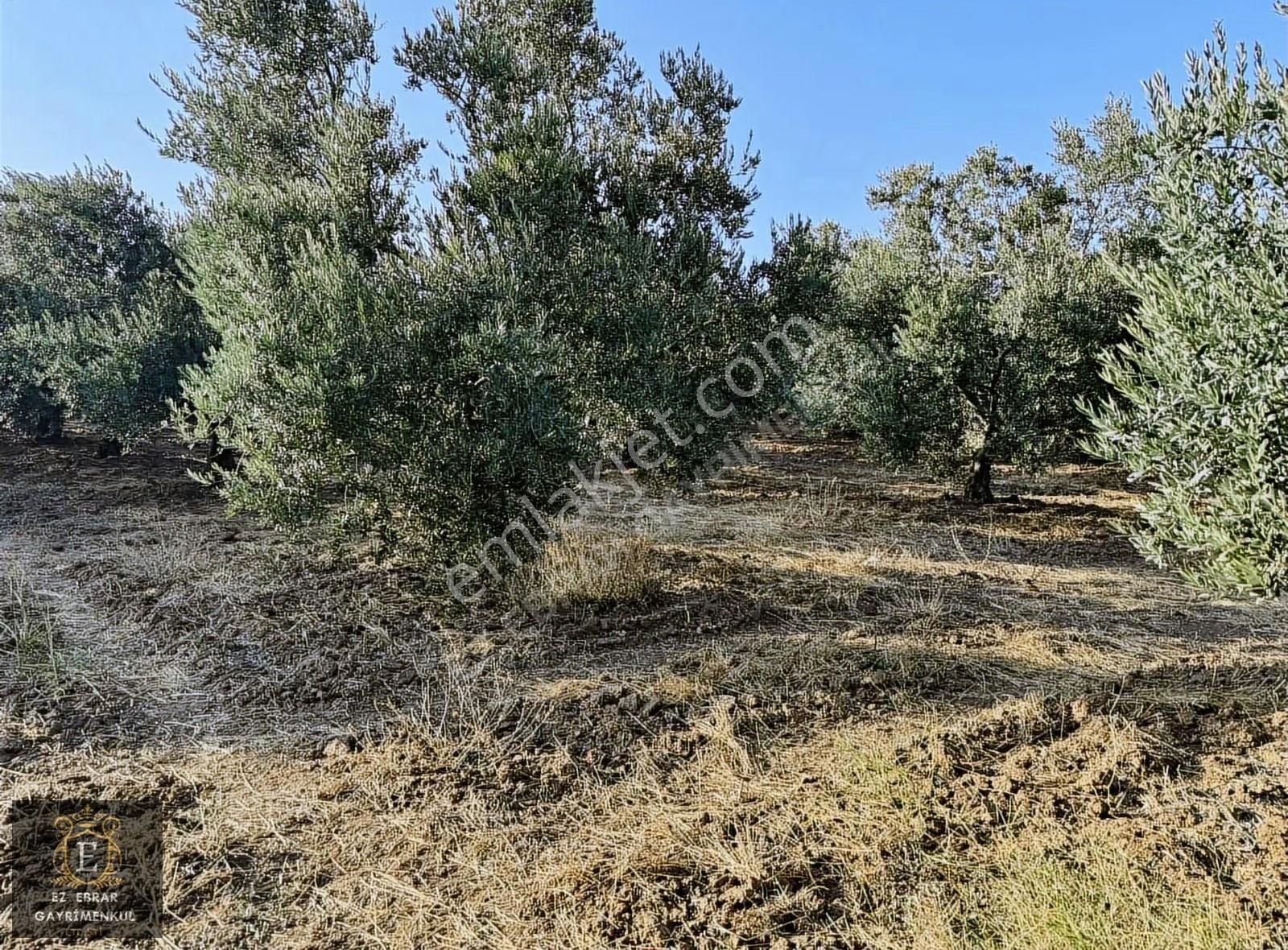 Mudanya Yalıçiftlik'te 3200 M2, Yatırımlık Arazi - Görsel 21