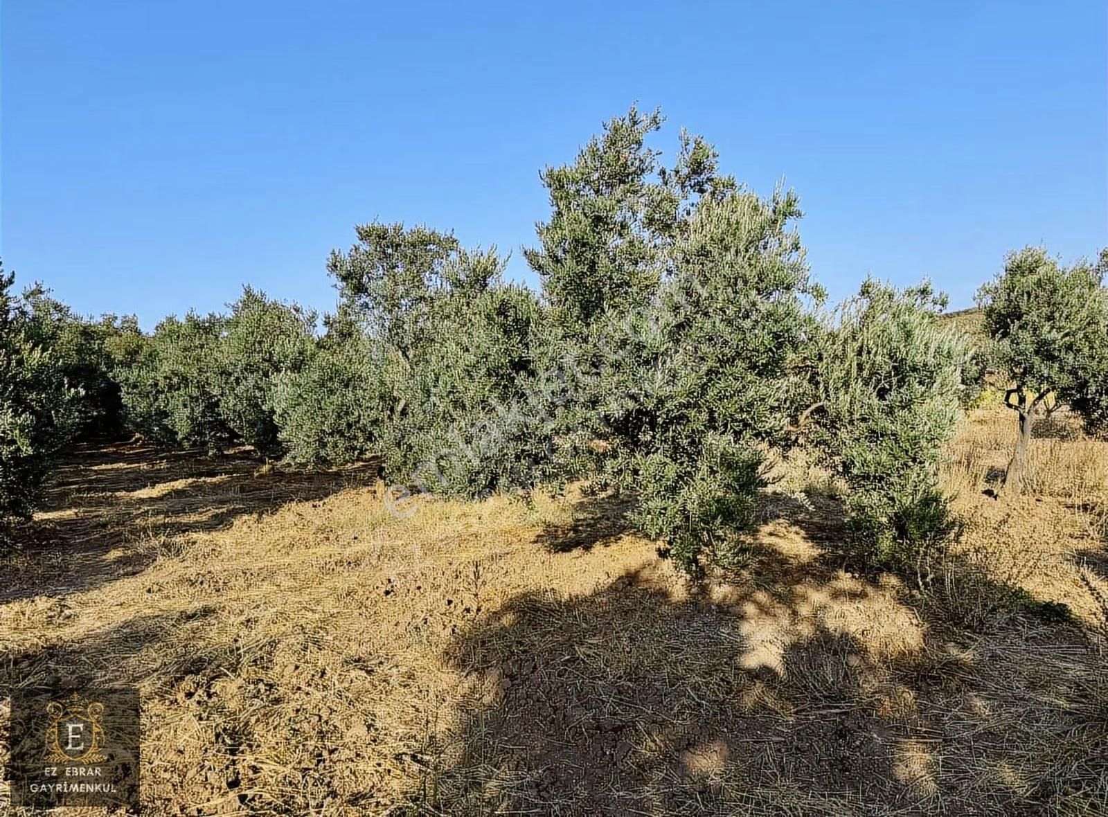 Mudanya Yalıçiftlik'te 3200 M2, Yatırımlık Arazi - Görsel 25