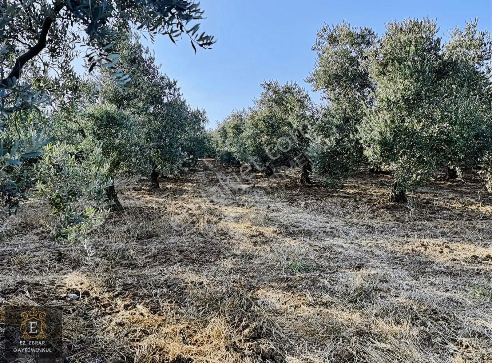 Mudanya Yalıçiftlik'te 3200 M2, Yatırımlık Arazi - Görsel 27