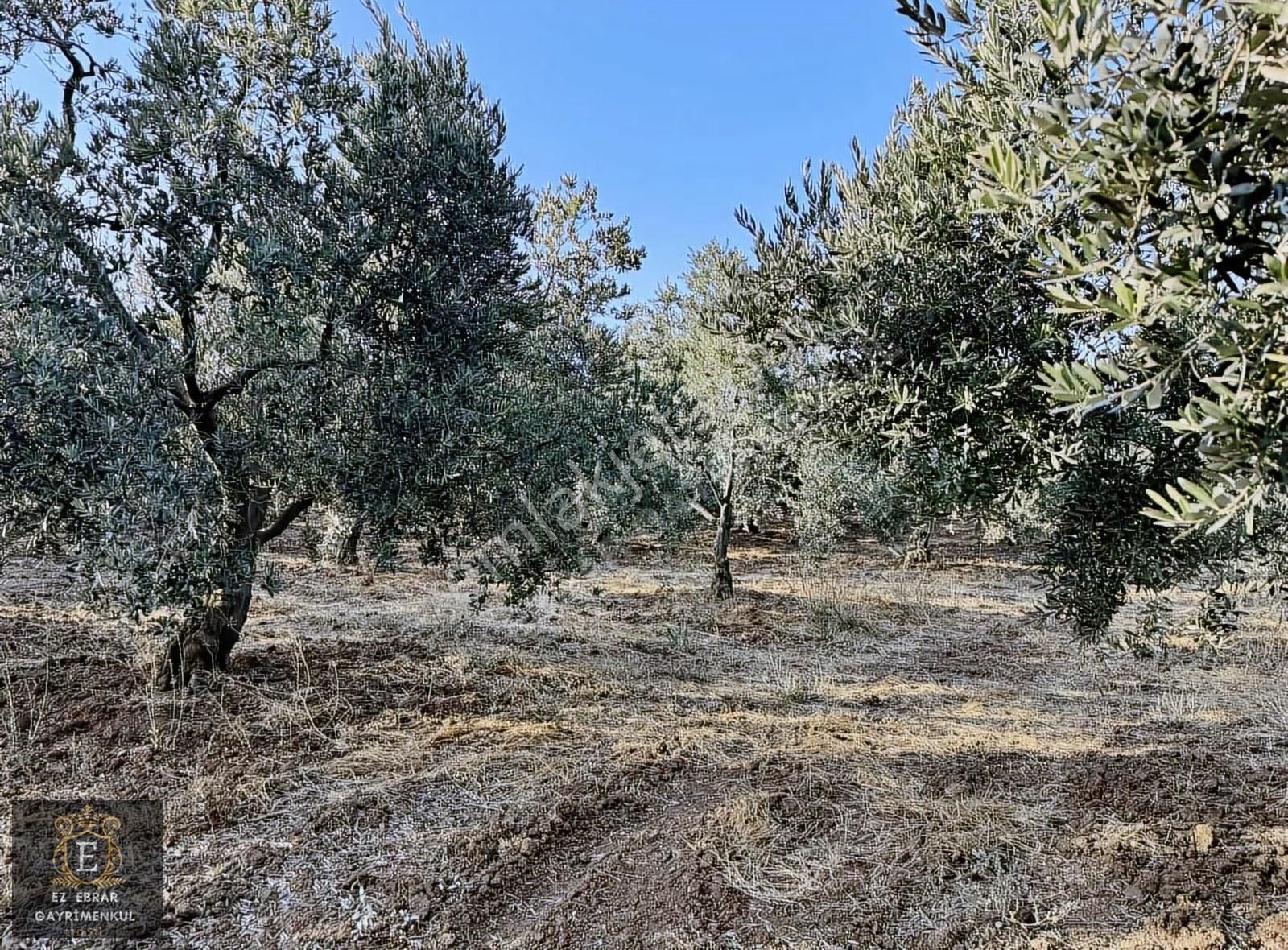 Mudanya Yalıçiftlik'te 3200 M2, Yatırımlık Arazi - Görsel 10