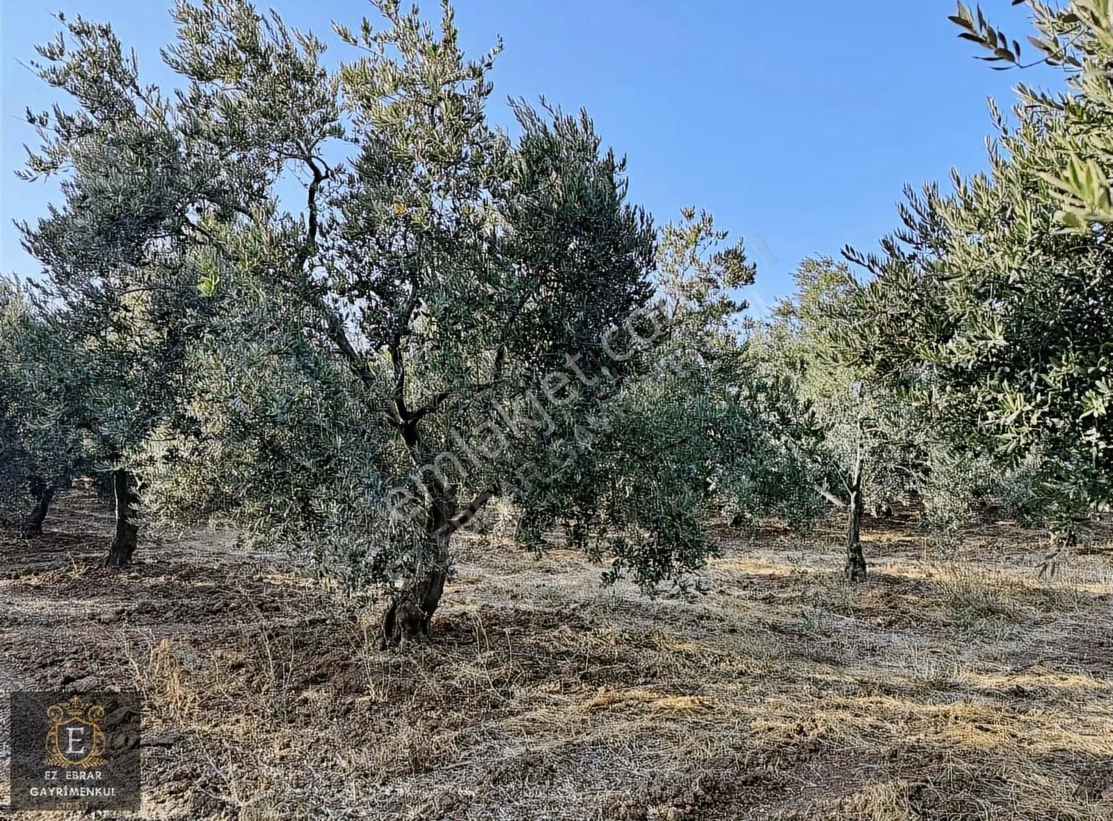 Mudanya Yalıçiftlik'te 3200 M2, Yatırımlık Arazi - Görsel 2