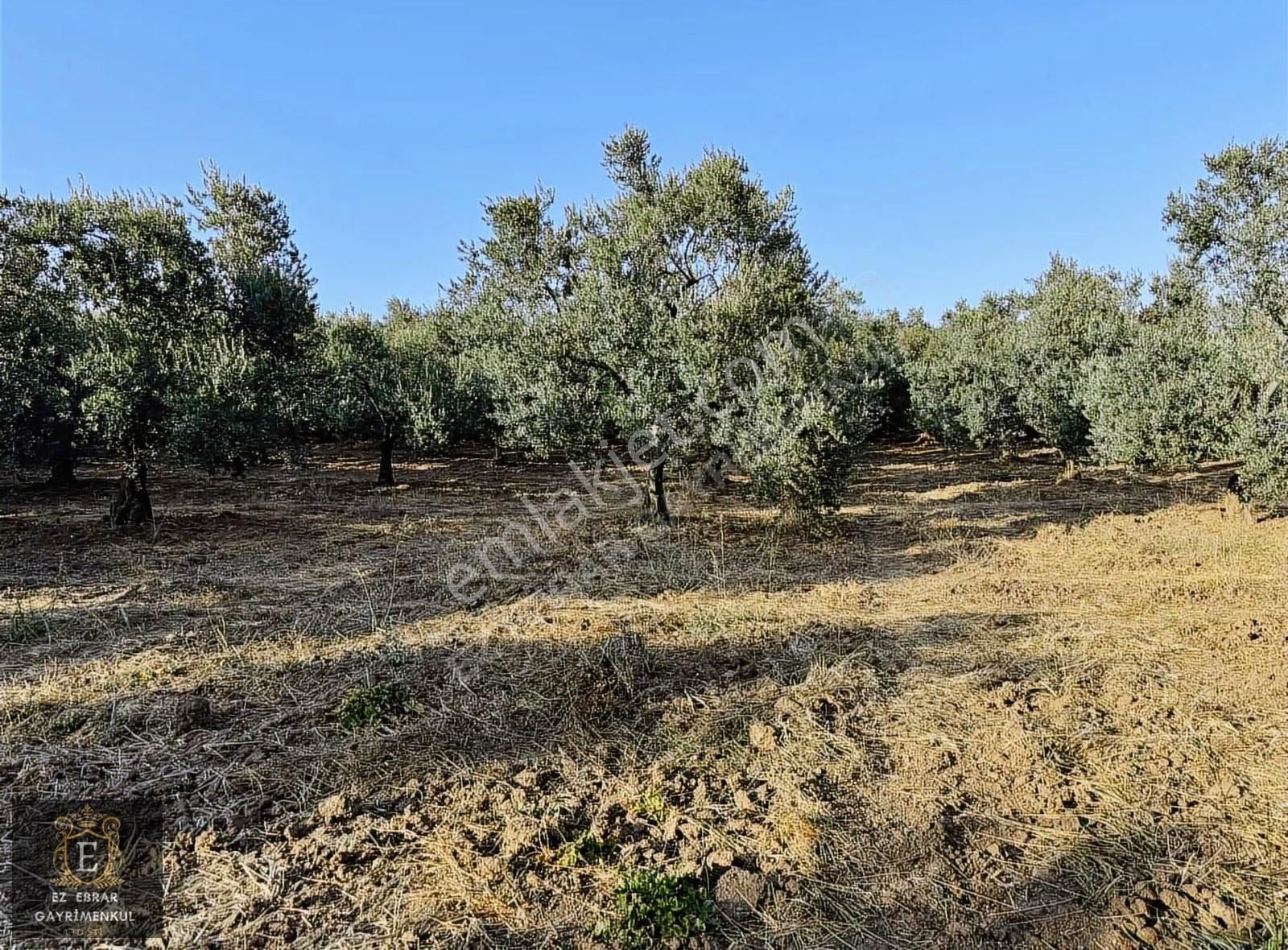 Mudanya Yalıçiftlik'te 3200 M2, Yatırımlık Arazi - Görsel 22