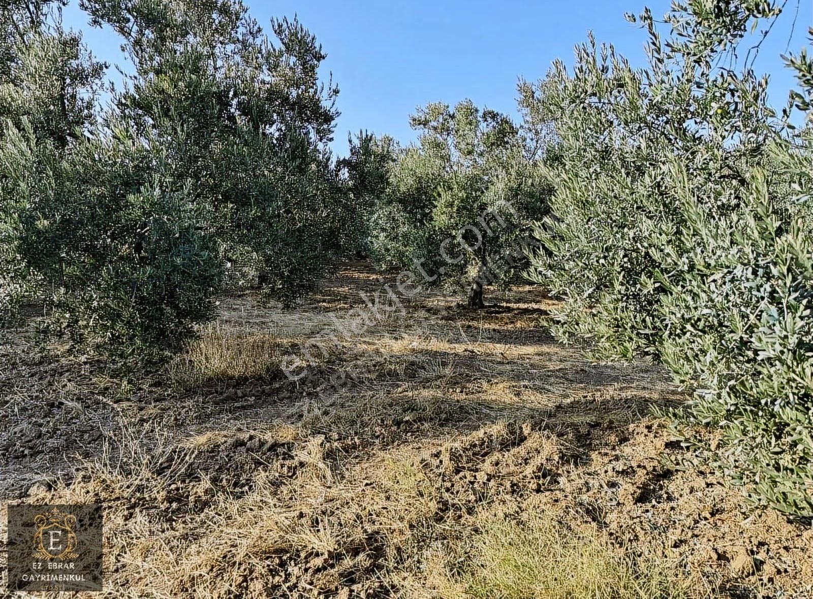 Mudanya Yalıçiftlik'te 3200 M2, Yatırımlık Arazi - Görsel 19