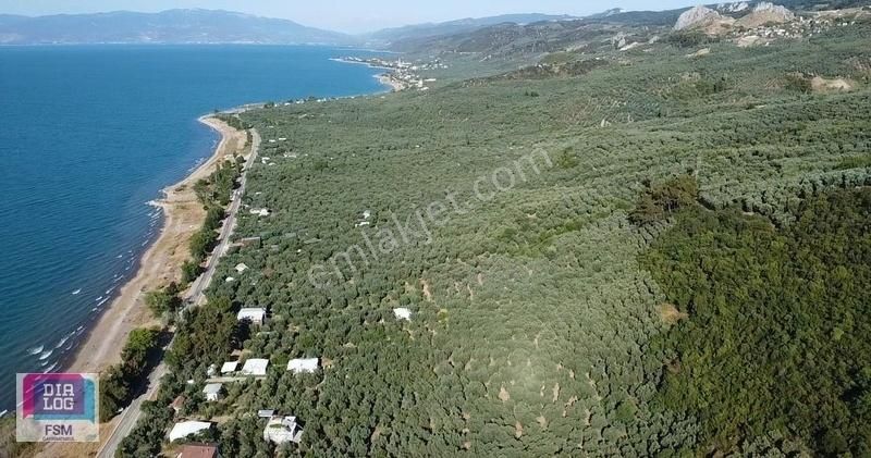 Göle 300 Metre Uzaklıkta! İznik Mustafalı Köyünde 974m2 Zeytinlk - Görsel 3