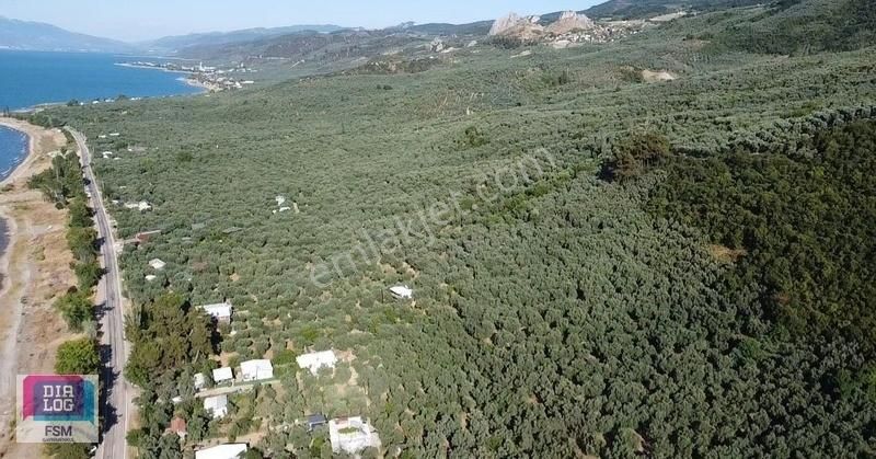 Göle 300 Metre Uzaklıkta! İznik Mustafalı Köyünde 974m2 Zeytinlk - Görsel 7