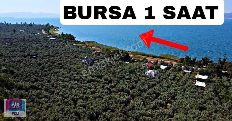 Göle 300 Metre Uzaklıkta! İznik Mustafalı Köyünde 974m2 Zeytinlk - Görsel 6