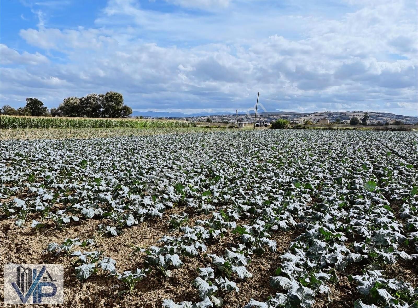 Bafra Vıp Gayrimenkulden Mardar Mah'de 3.104m2 - Görsel 9