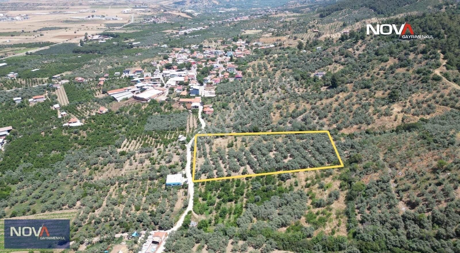 Kemalpaşa Gökçeyurtta Harika Konumda Zeytinlik