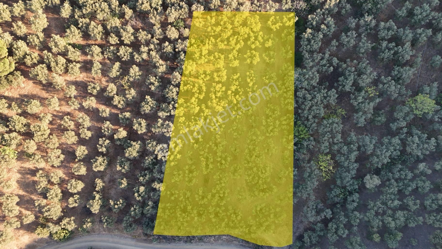 Kumla Konak Emlak”tan Satılık Yola Sıfır Zeytinlik - Görsel 2